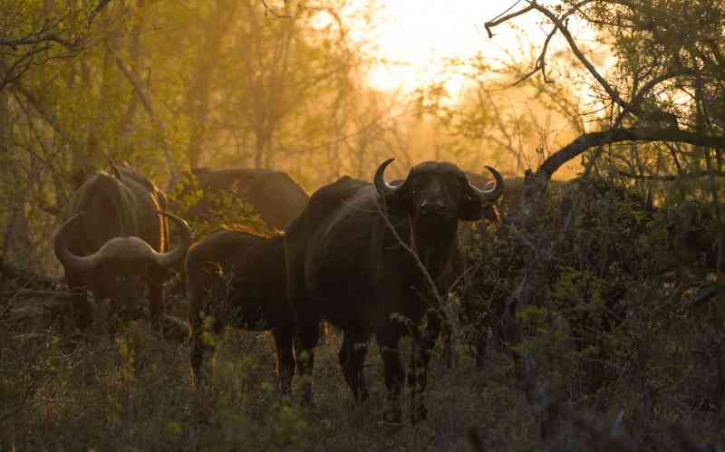 Kruger National Park