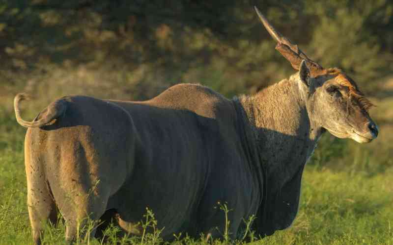 South Africa