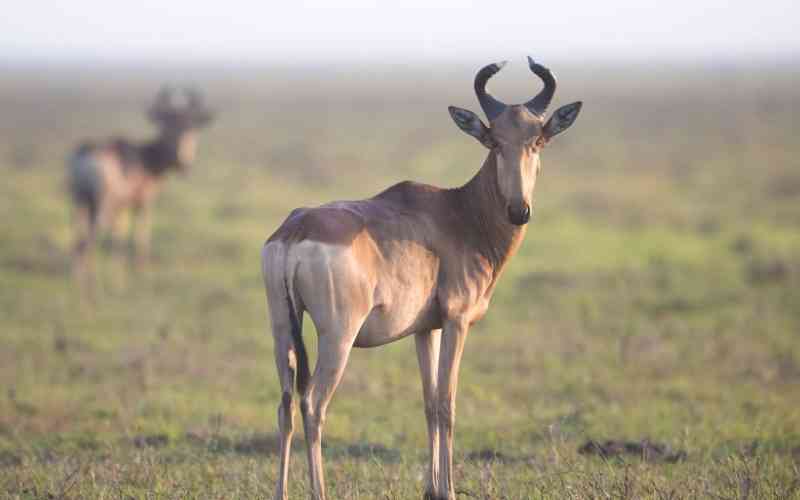 Msanjesi and Lukwika Game Reserves.