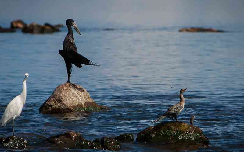 Rubondo National Park