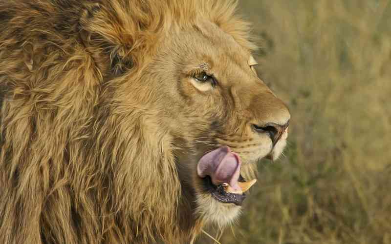 Selous Game Reserve