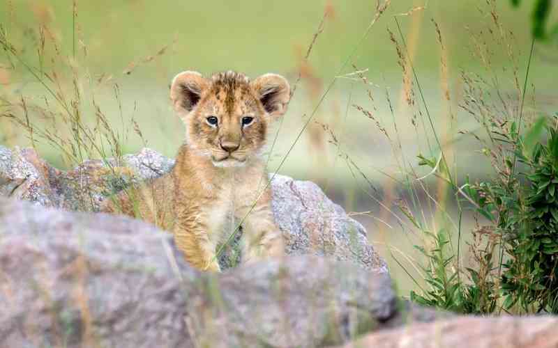 Karoo National Park