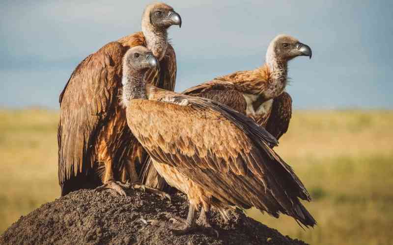 Makao Wildlife Management Area