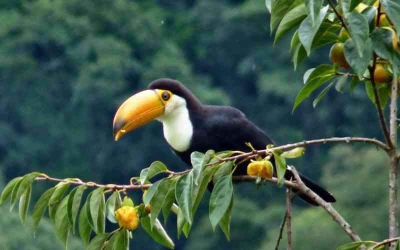 Didessa National Park