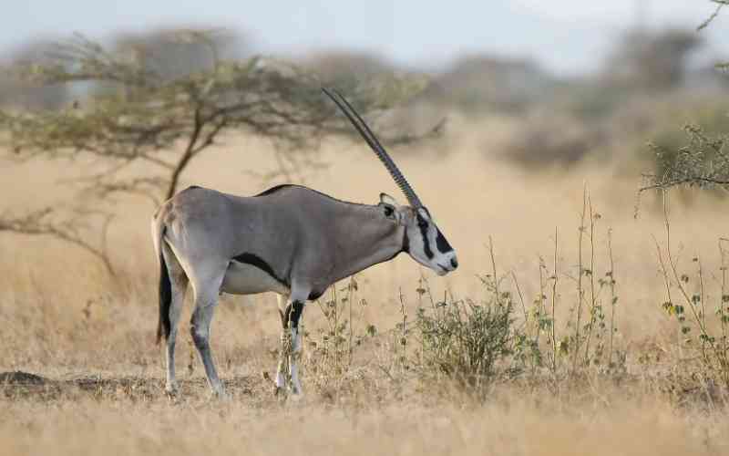 Awash National Park