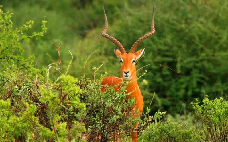 Arabuko Sokoke Forest Reserve