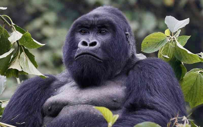 Bwindi Impenetrable National Park