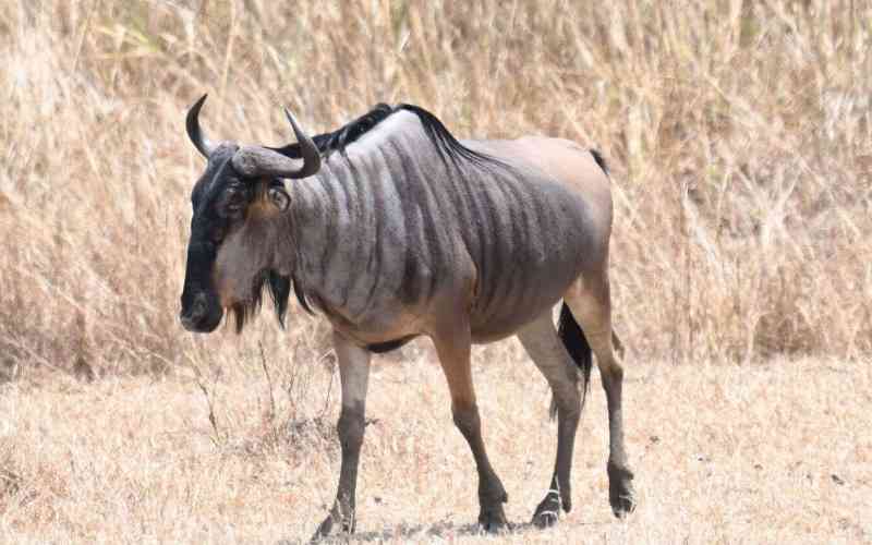 Kimbanda Wildlife Management Area