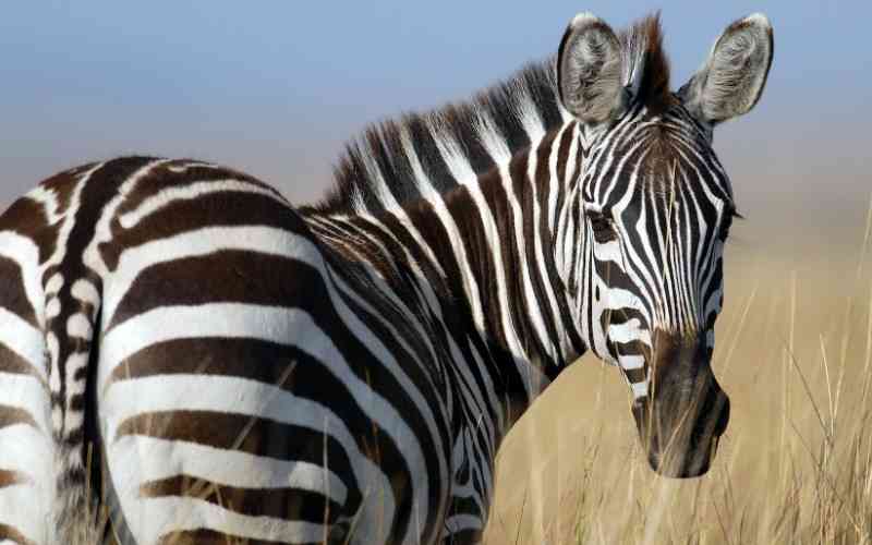 Kirejeshi Game Reserve
