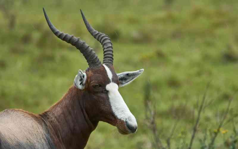 Bontebok National Park