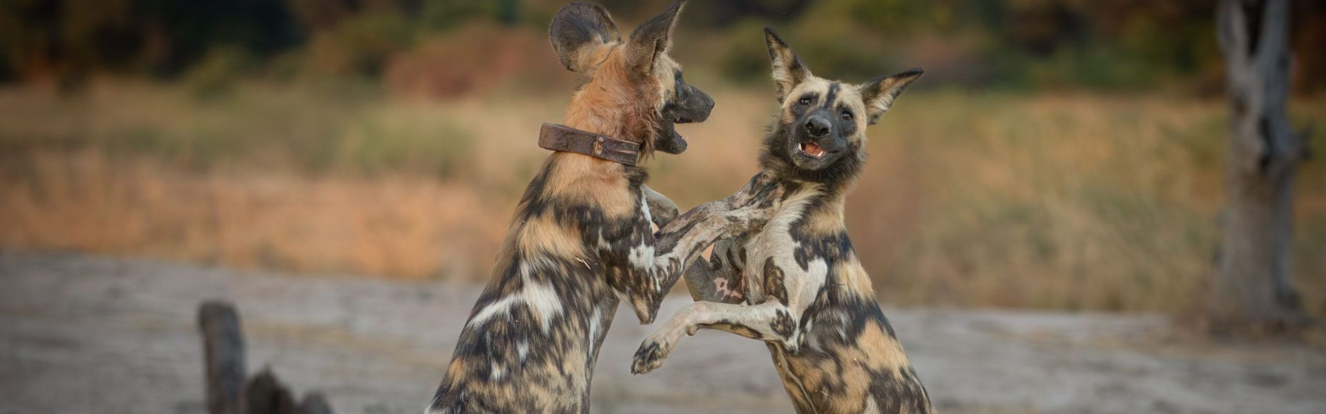 North Luangwa National Park