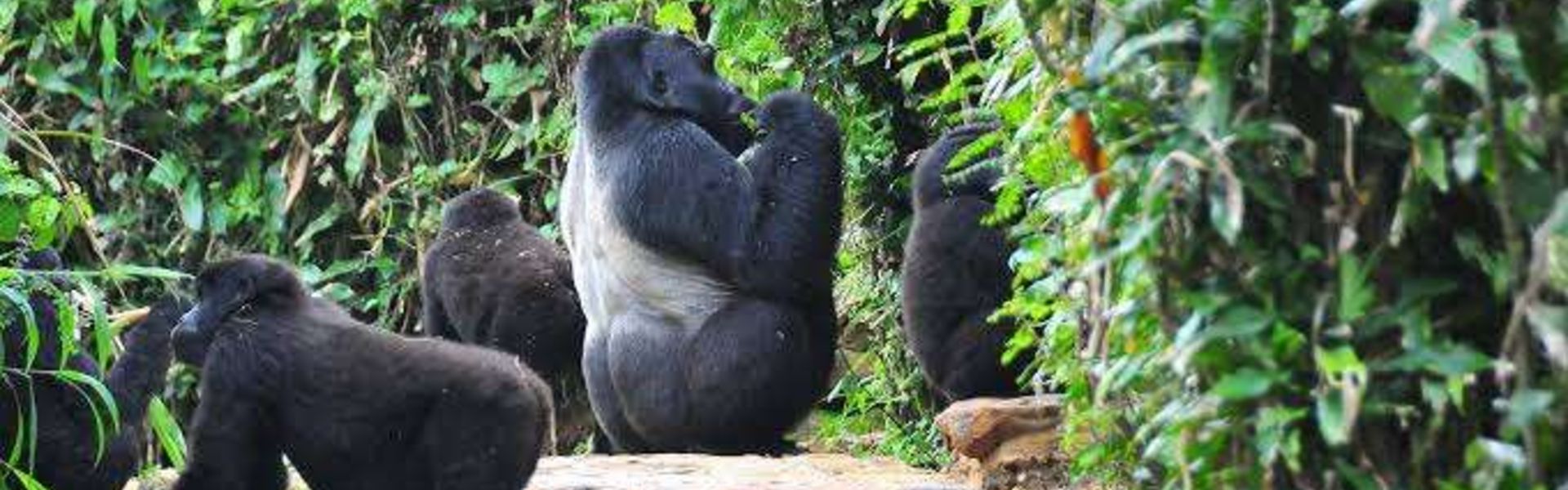 Bwindi Impenetrable National Park