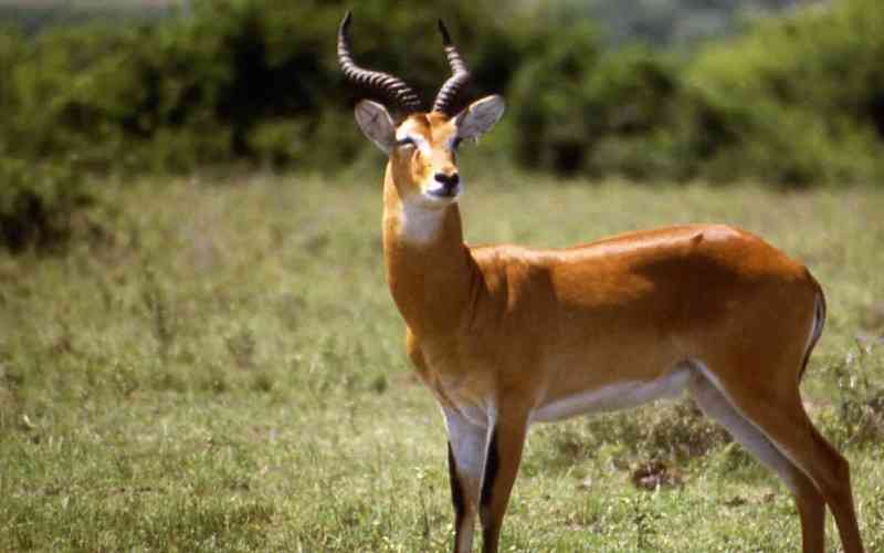 Pande Game Reserve