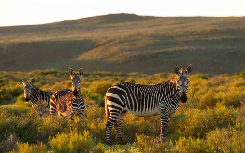 Mountain Zebra National Park