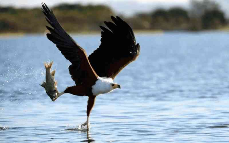Abijatta–Shalla National Park