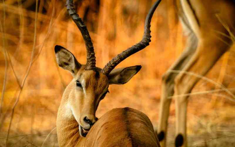 Nalika Wildlife Mnagement Area