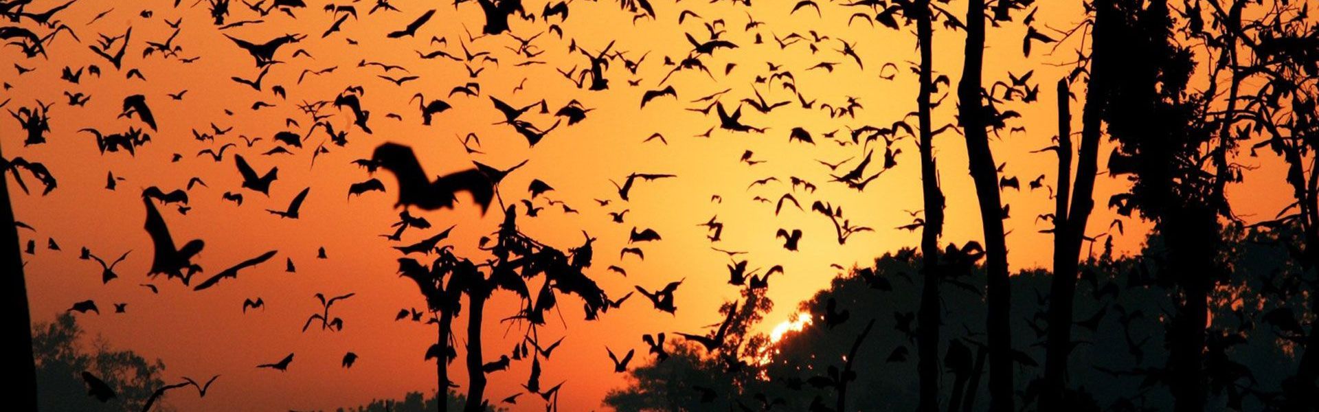 Kasanka National Park