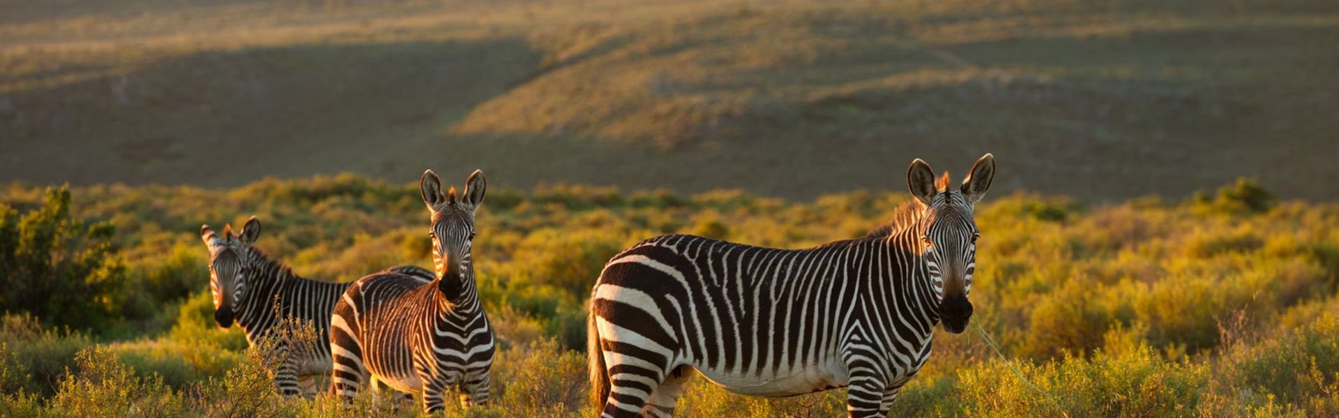 Mountain Zebra National Park
