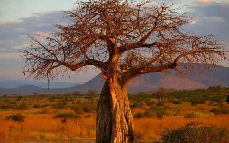 Ruaha National Park