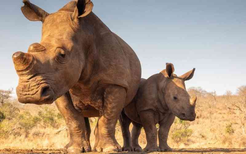 Mkomazi National Park