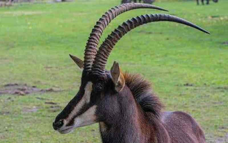 Kisungule Wildlife Mnagement Area