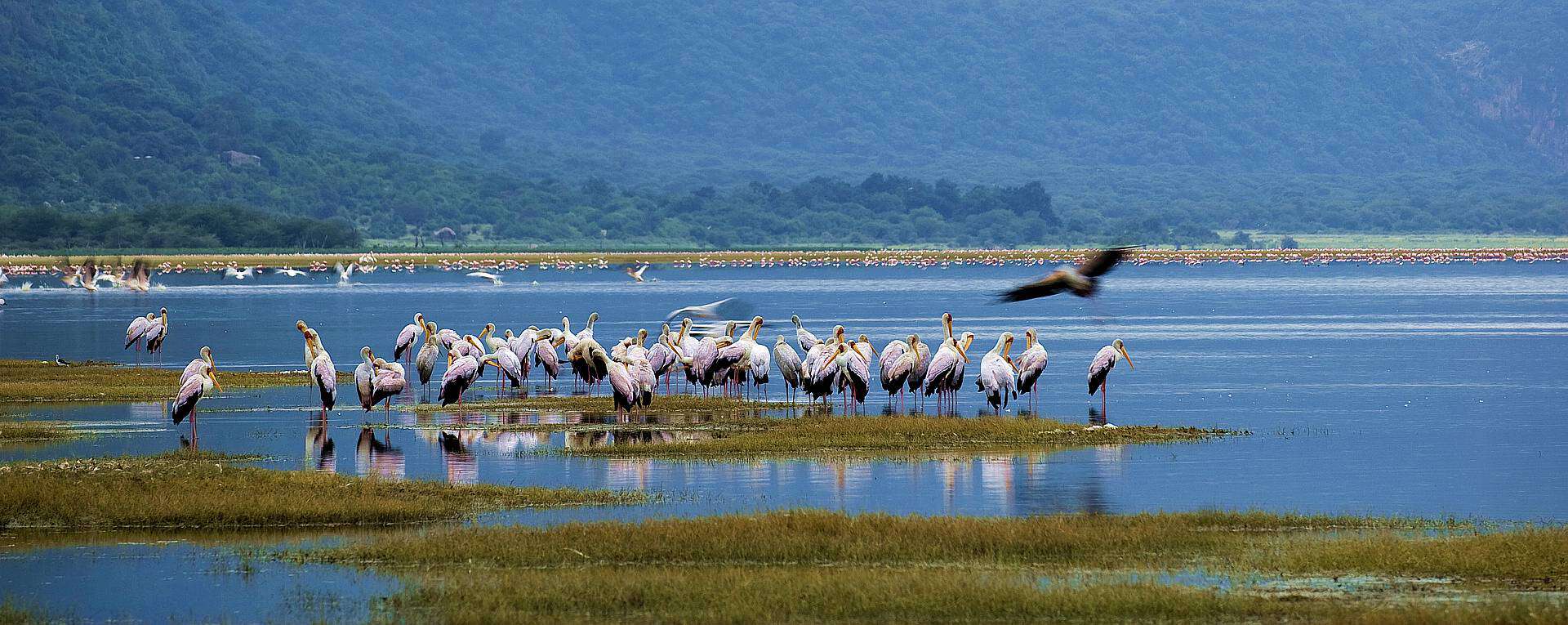 Africa Safari Destinations