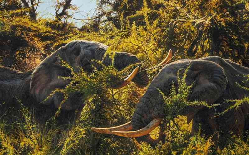Dodori National Reserve