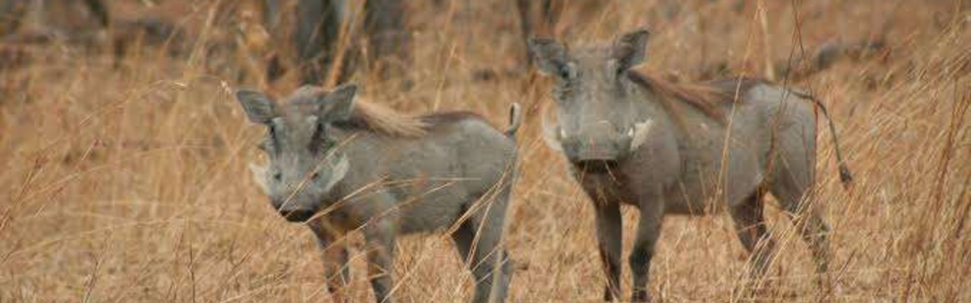 Boni National Reserve