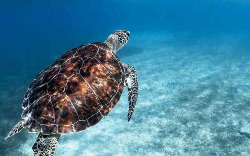 Malindi Marine National Park