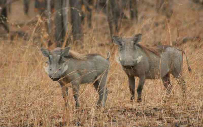 Boni National Reserve