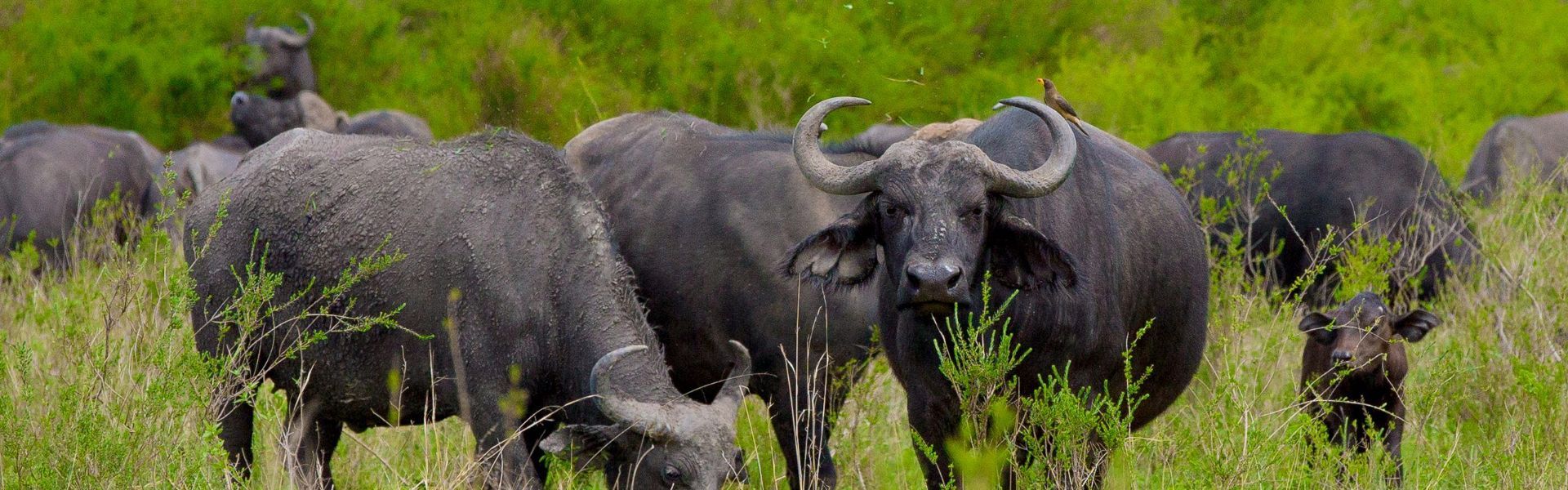 Ol Donyo Sabuk National Park