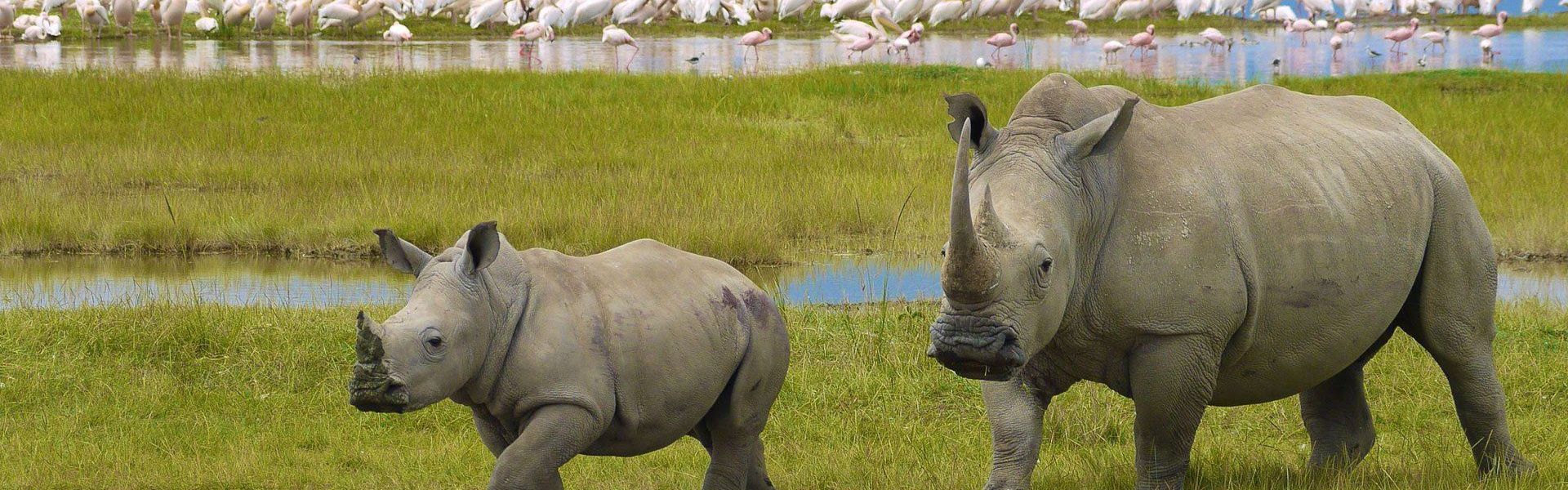 Lake Nakuru National Park
