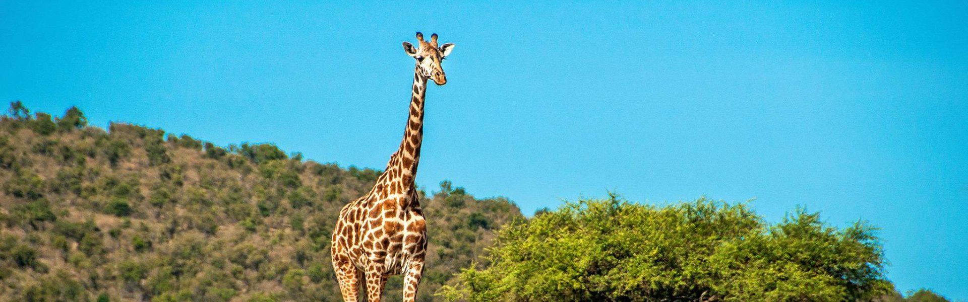 Kirumira  Game Controlled Area