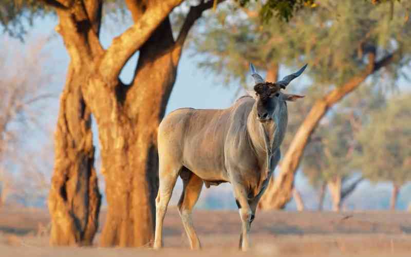Lusaka National Park