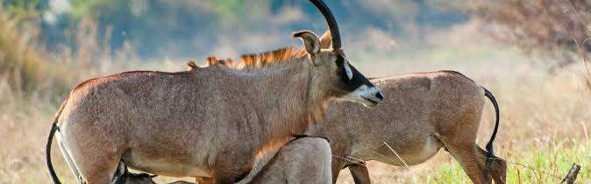 Ruma National Park