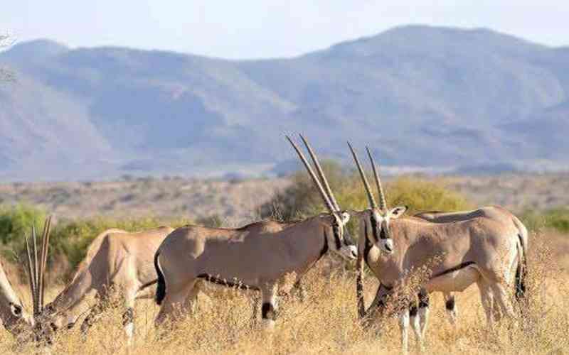 Samburu National Reserve