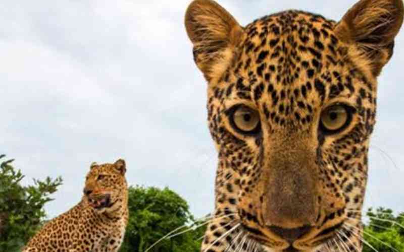 South Luangwa National Park