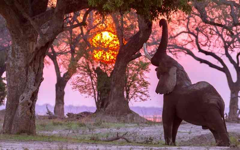 Mana Pools National Park