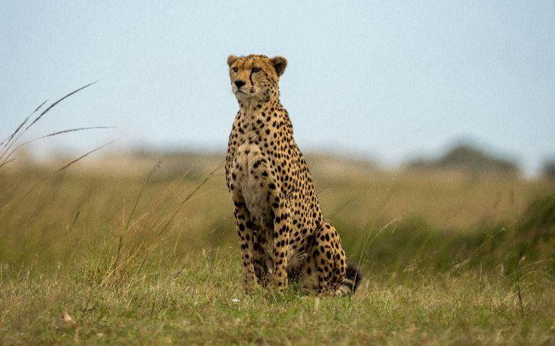 Kuzoka African Safaris