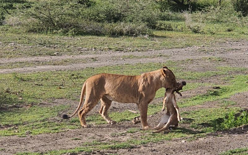 Rough & Dusty Safaris