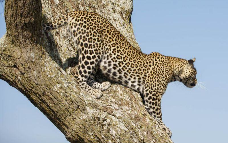 Face of Africa Adventures