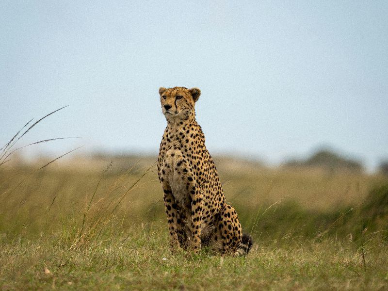 Kuzoka African Safaris
