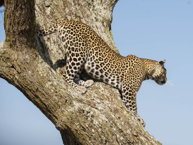 Face of Africa Adventures