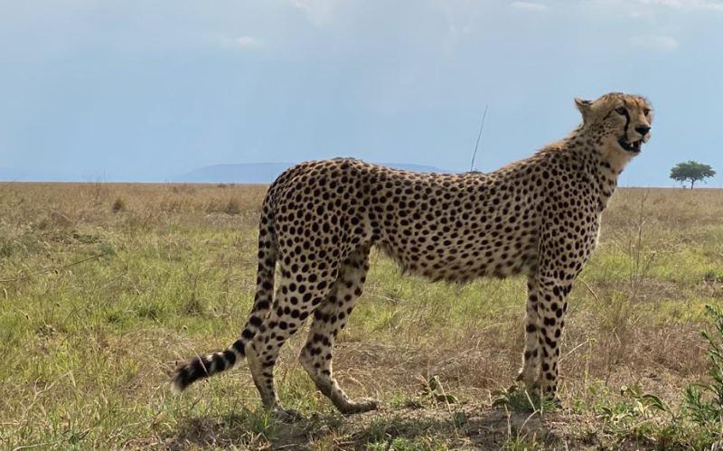 RIJAY AFRICA TRAVEL COMPANY LIMITED