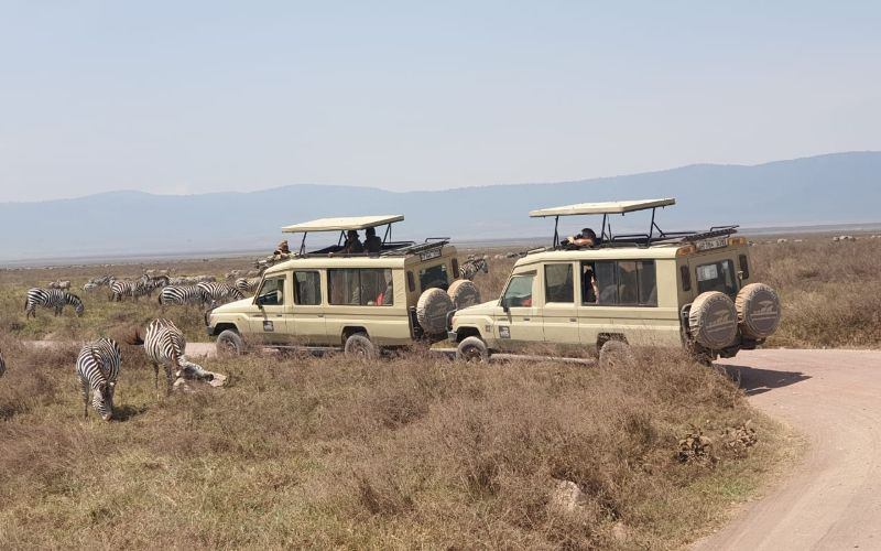 BIG LIFE SAFARI
