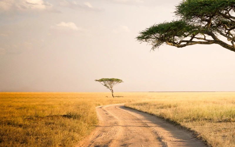 5-Day Unforgettable Luxury Safari In Tanzania Wilderness