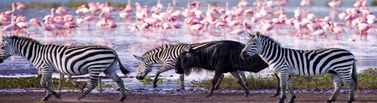 Lake Manyara National Park And Ngorongoro Crater