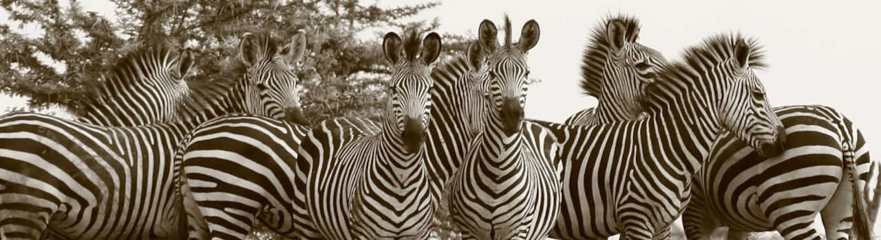 Day Tour In Mkomazi National Park