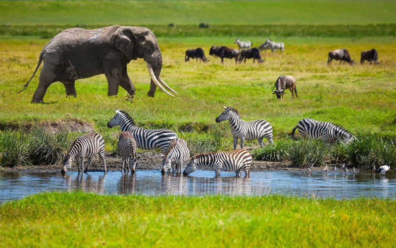 Transfer To Lake Manyara National Park photo