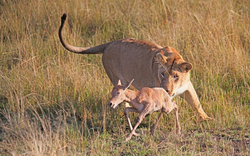 Arusha To Serengeti National Park photo